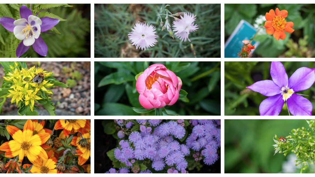 9 flowers under your pillow for a lovely Midsummer The Alumni Network