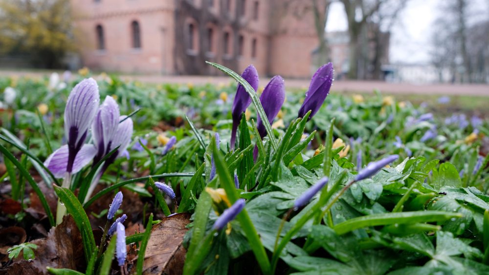 Kungshuset spring