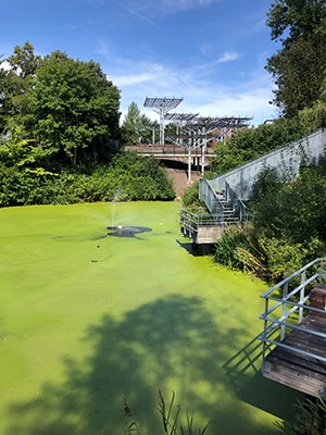 The lake Sjön with algae