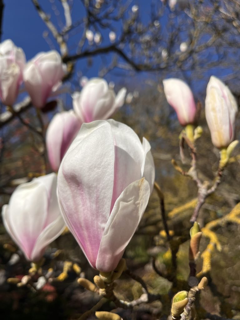 Magnolia