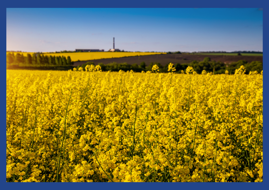 Yellow rapeseed field